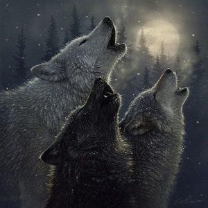 Meet your Posher, Roxanne